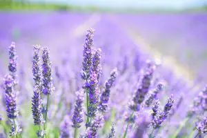 Field of lavender flowers where lavender essential oil comes from