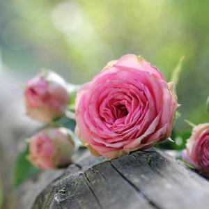 Rose - pink on a log