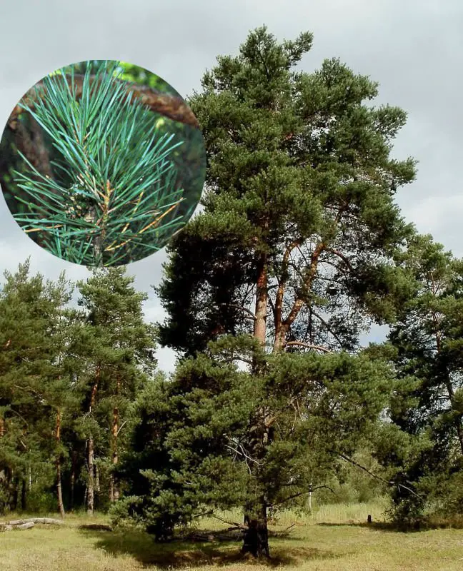 Pine tree Pinus sylvestris with closeup