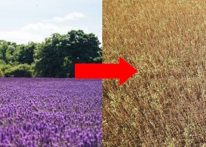 What hWhy your essential oils do not smell - lavender filled on the left and a dried up field on the right
