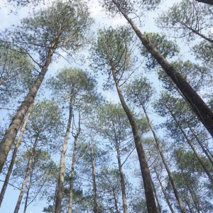 How many pounds does it take to make essential oils (eucalyptus forest)