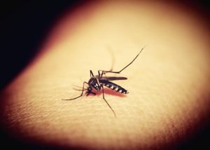essential oils for mosquito bites, showing mosquito on someone