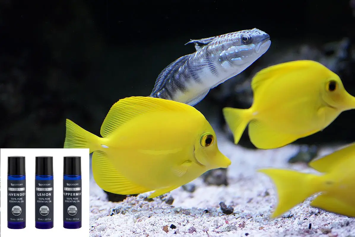 Essential oils safe for fish - fish swimming with essential oils in the foreground