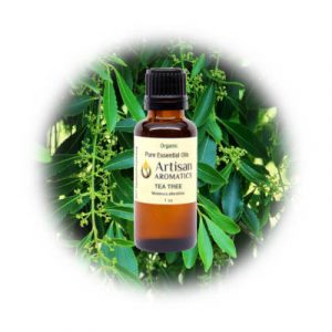 Tea Tree essential oil by Artisan Aromatics on a background of tea tree leaves