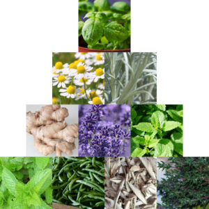 What are the most aromatic herbs