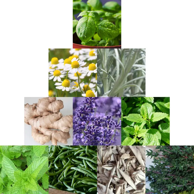What are the most aromatic herbs