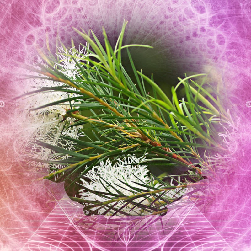Magical Properties of Tea Tree - Tea tree leaves surrounded by a pink and purple magical aura