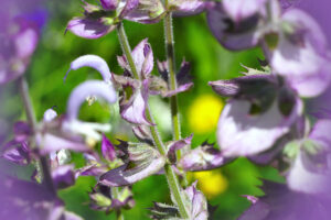 clary sage flowers with a slightly purple background