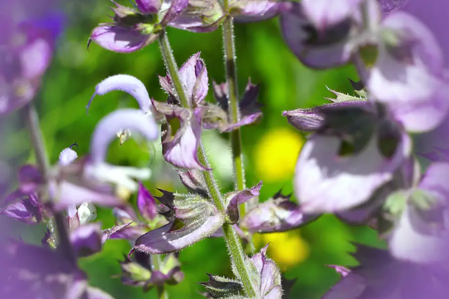 clary sage flowers with a slightly purple background