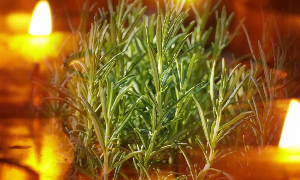 Magical properties of rosemary