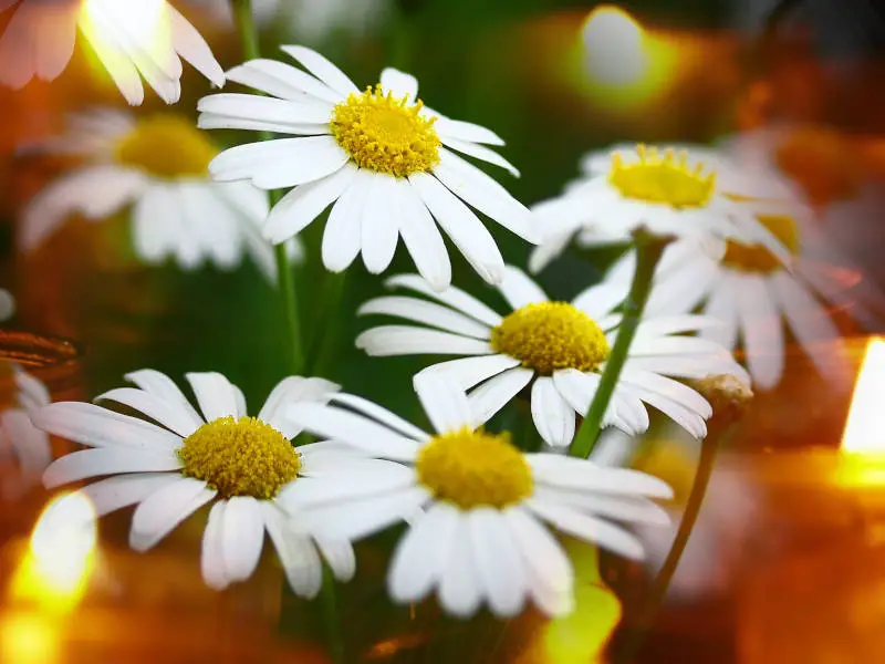 Magical properties of chamomile