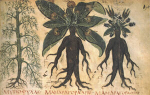 Depiction of a male and female mandrake root from a medieval manuscript