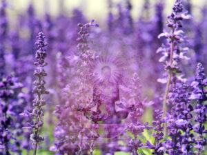 Magical properties of lavender