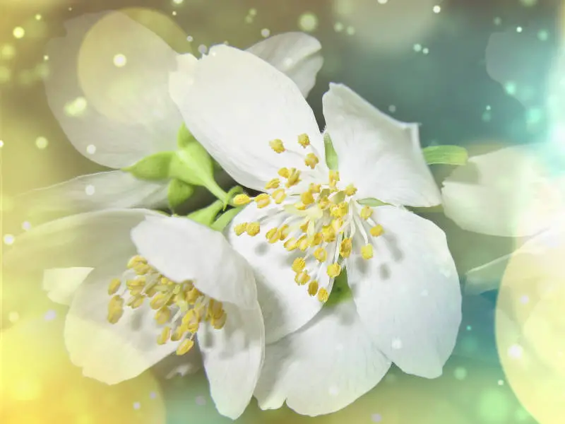 Magical properties of jasmine