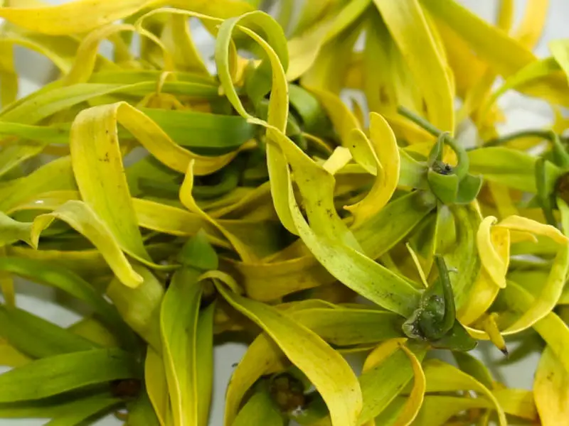 Magical properties of ylang ylang