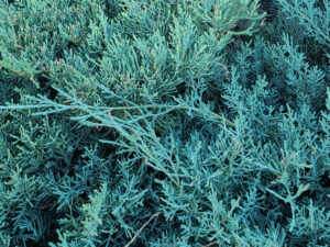 Magical properties of juniper -closeup of a juniper bush
