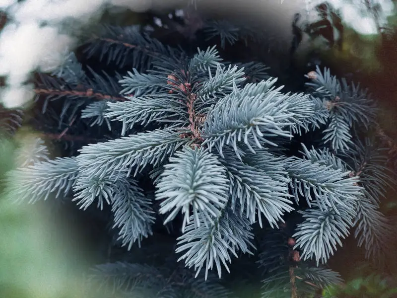 Magical properties of spruce - close up of a spruce branch.