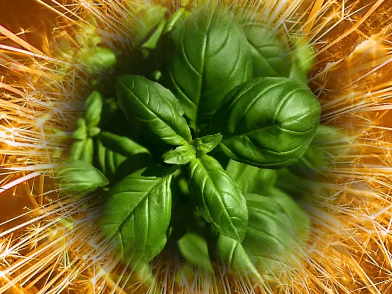 magical properties of basil