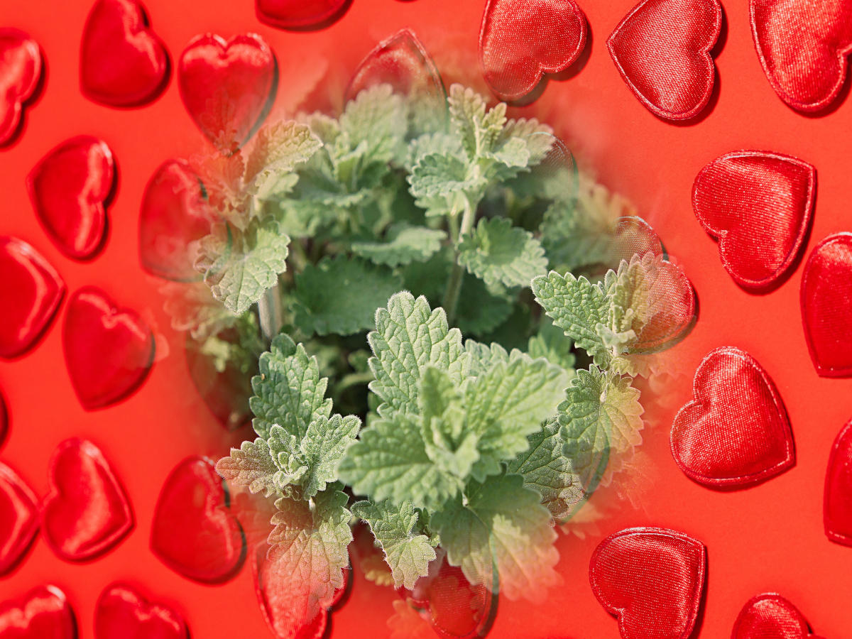 Catnip in love spells - catnip surrounding by dark red hearts on a red background