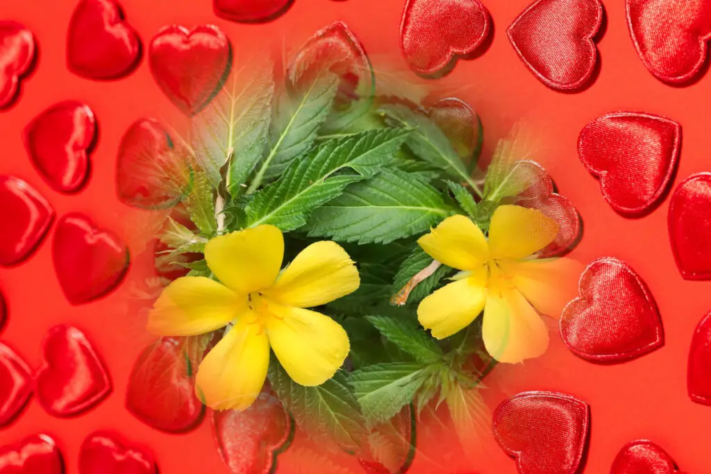 Damiana in love spells - A damiana plant with a yellow flower on a background of red hearts