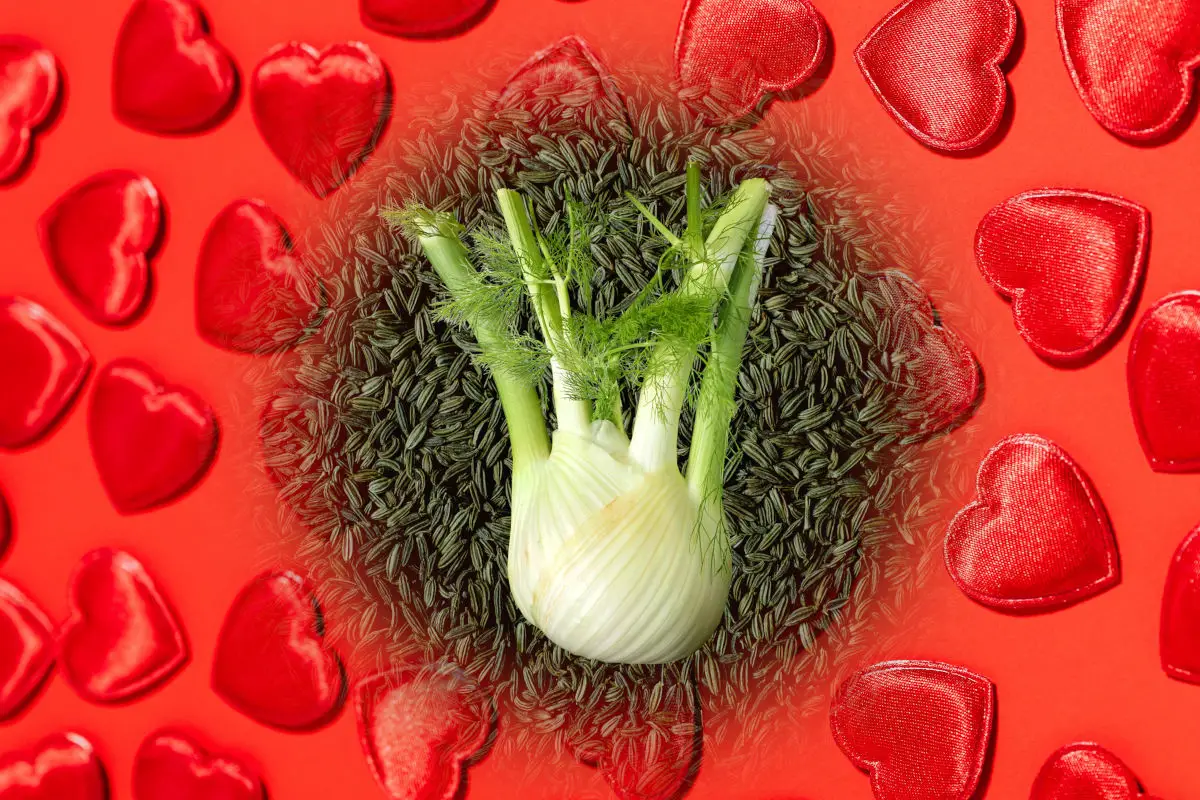Fennel in love spells - fennel root on a background of fennel seeds surrounded by red hearts
