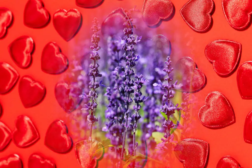 Lavender in love spells - a bunch of lavender flowers on a background of red hearts