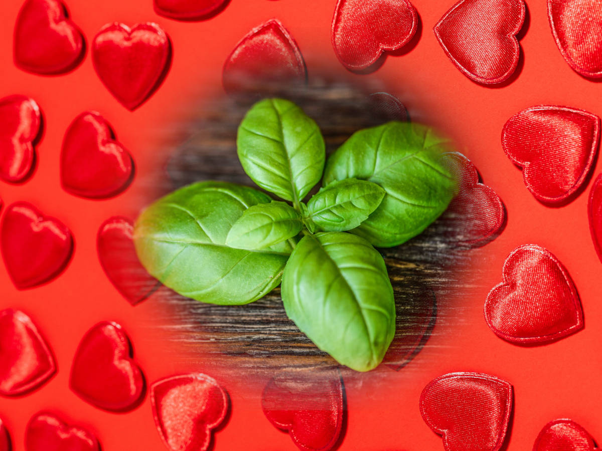 Basil in love magic