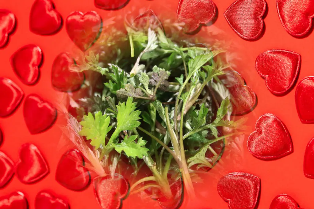 Mugwort in love spells - Mugwort leaves on a background of red hearts