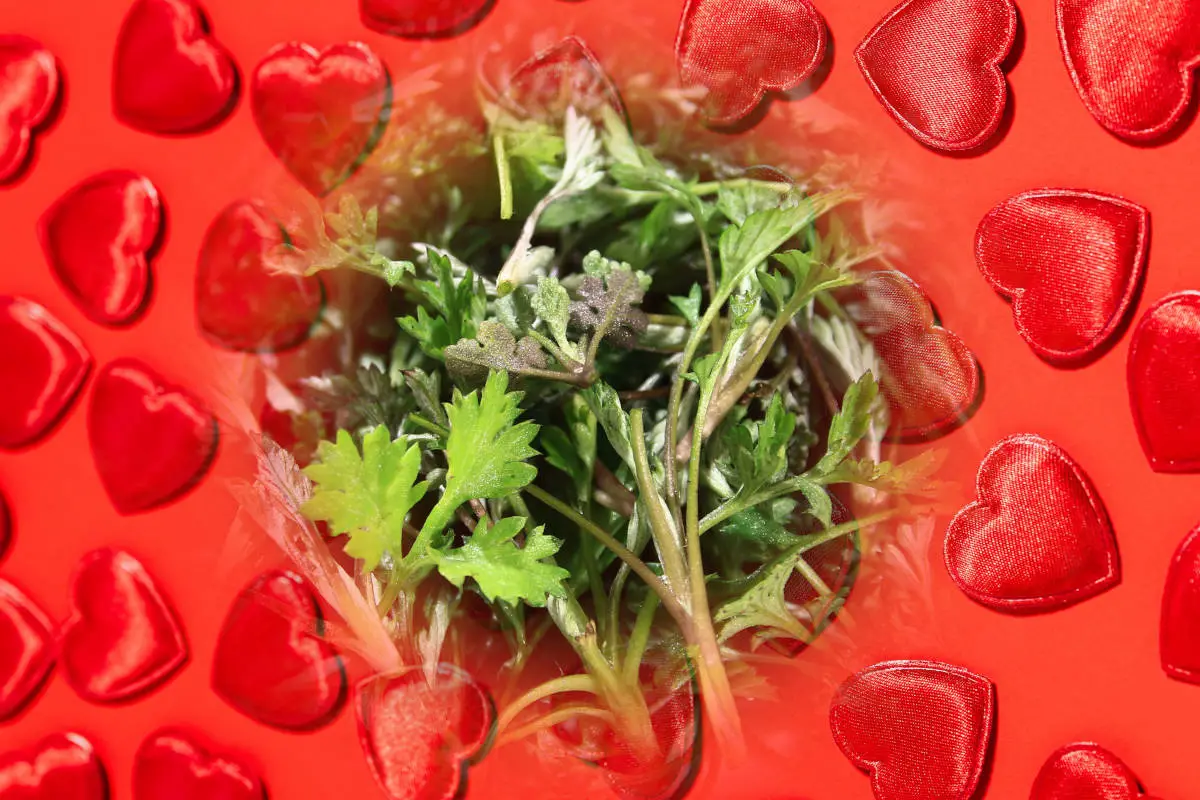 Mugwort in love spells - Mugwort leaves on a background of red hearts
