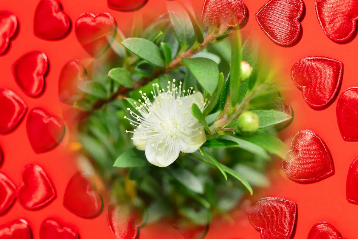 Myrtle in love spells - a flowering myrtle plant on a background of red hearts