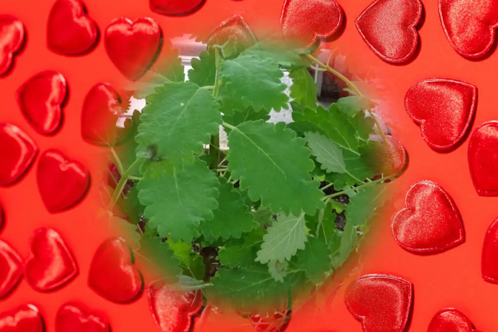 Patchouli in love spells - patchouli leaves on a background of red hearts