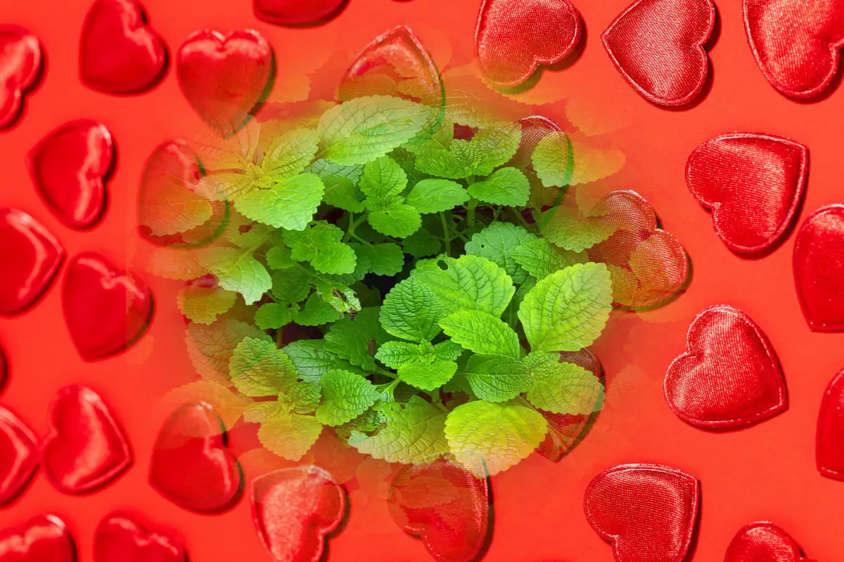 Lemon balm in love spells. A lemon balm plant on a background of red hearts.