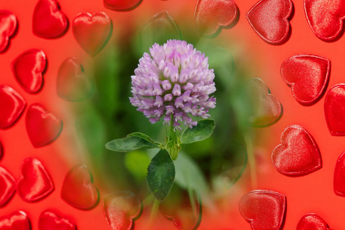 Red clover in love spells - a red clover flower and plant on a background of red hearts
