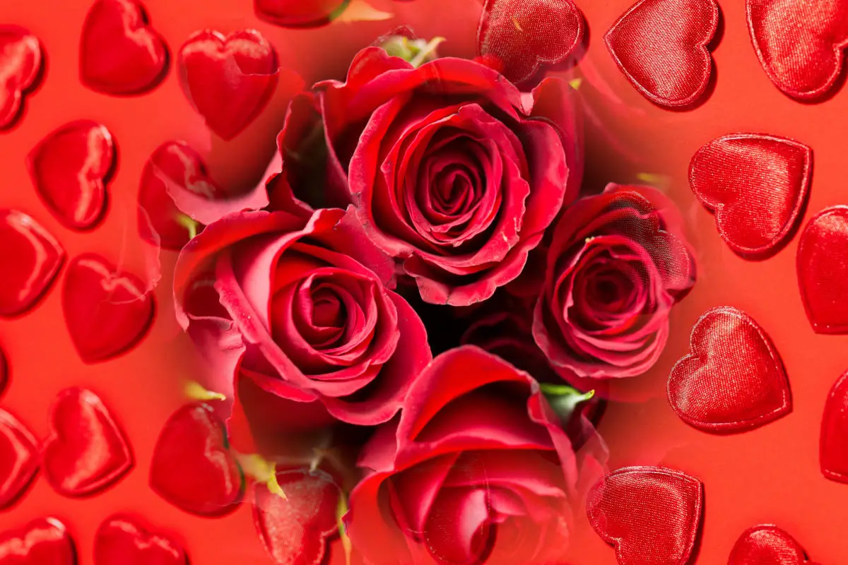 Rose in love spells, red roses on a background of red hearts