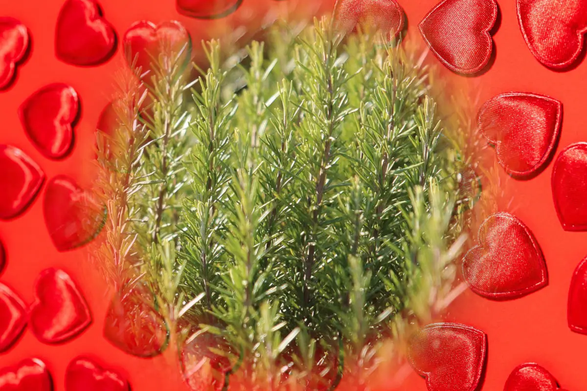 Rosemary in love spells - sprigs of rosemary on a background of red hearts