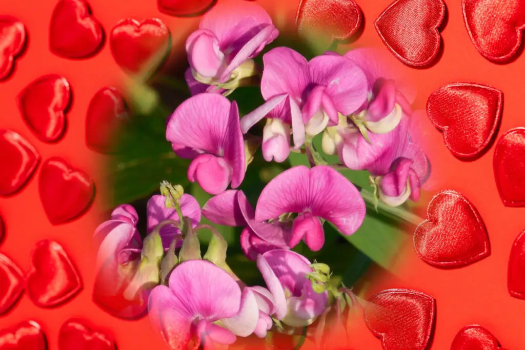 use sweet pea in love spells - purple sweet pea flowers on a background of red hearts