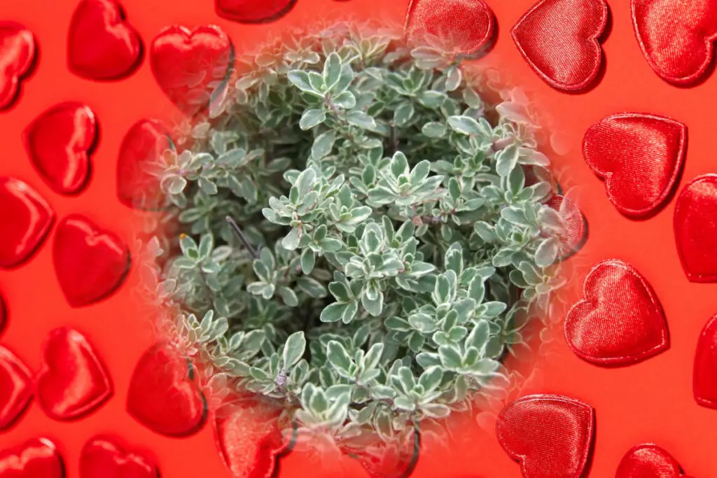Use Thyme in love spells - a clove plant on a background of red hearts