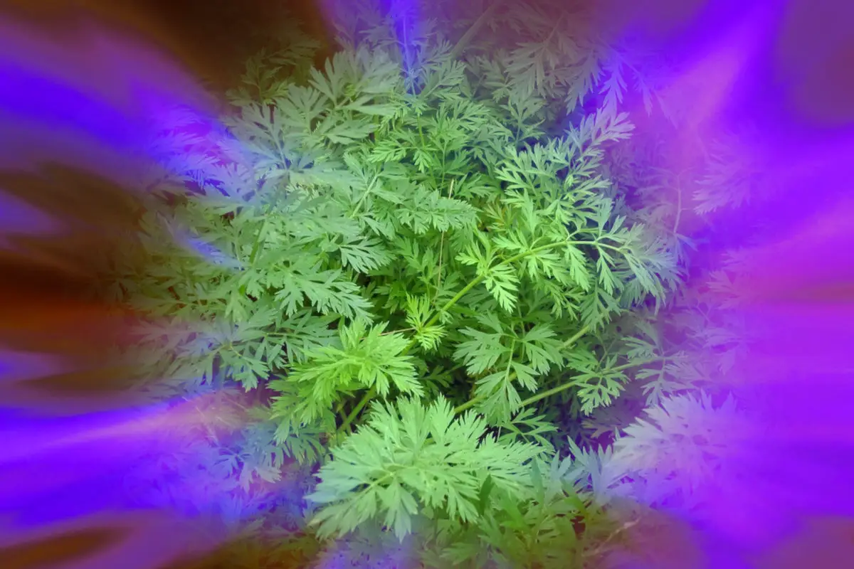 magical properties of mugwort - mugwort plant on a background of purple swirls.