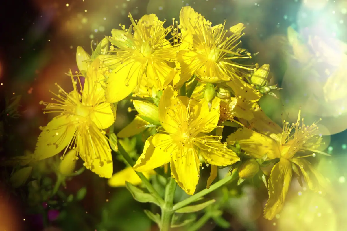 Magical properties of St. John's Wort - Yellow flowers from St. John's Wort