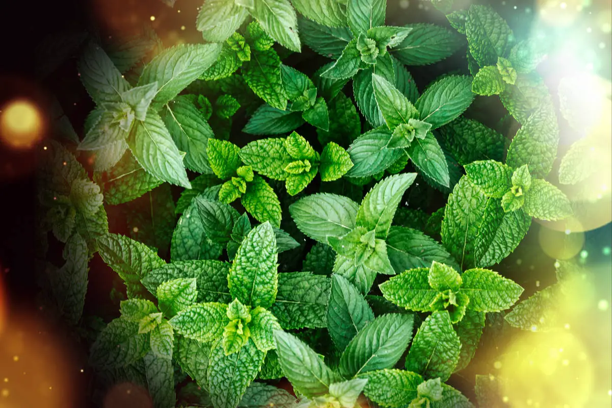 Magical properties of spearmint - spearmint leaves on a background of glowing colors