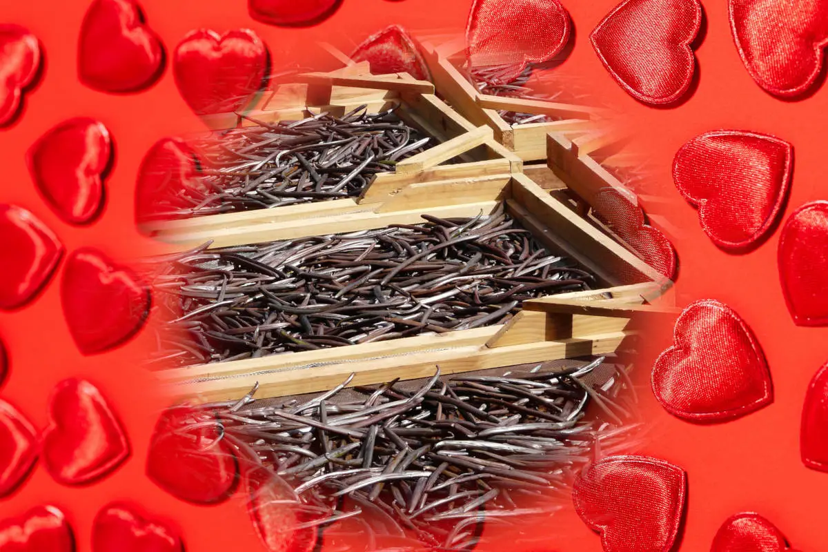vanilla in love spells - vanilla beans on a background of red hearts