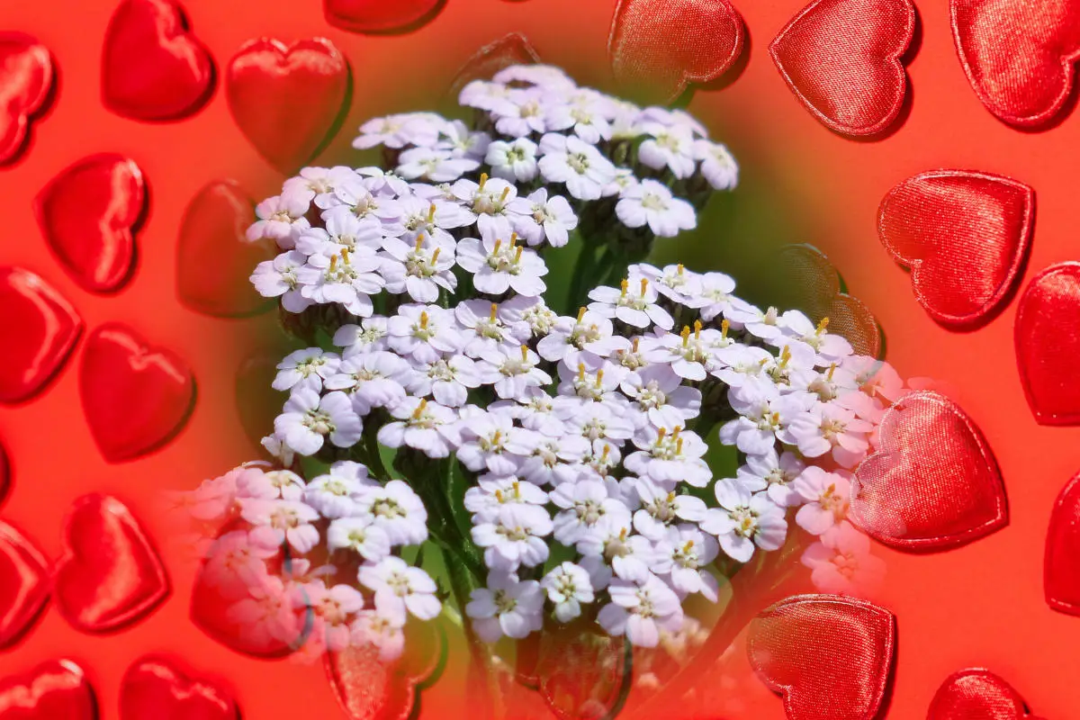 Yarrow in love spells - white yarrow flowers on a background of red hearts