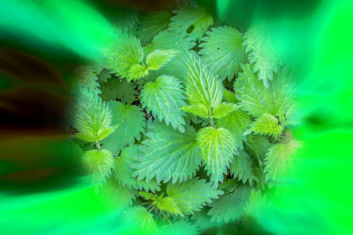 Magical properties of nettles - nettle leaves on a background of swirling green colors
