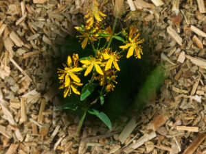 Magical properties of agrimony. Fresh agrimony flowers on a background of dried agrimony