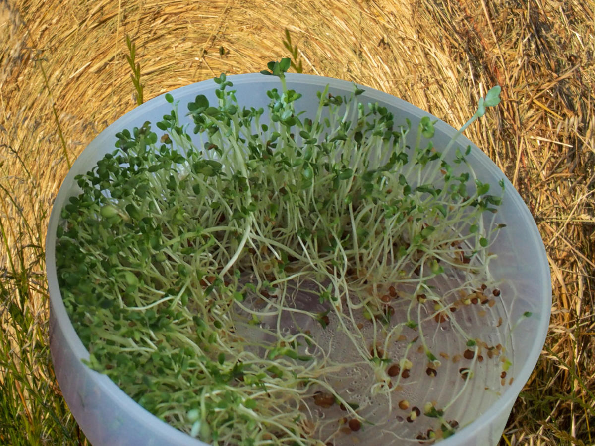 Alfalfa sprouts in a bowl with a background of dried alfalfa