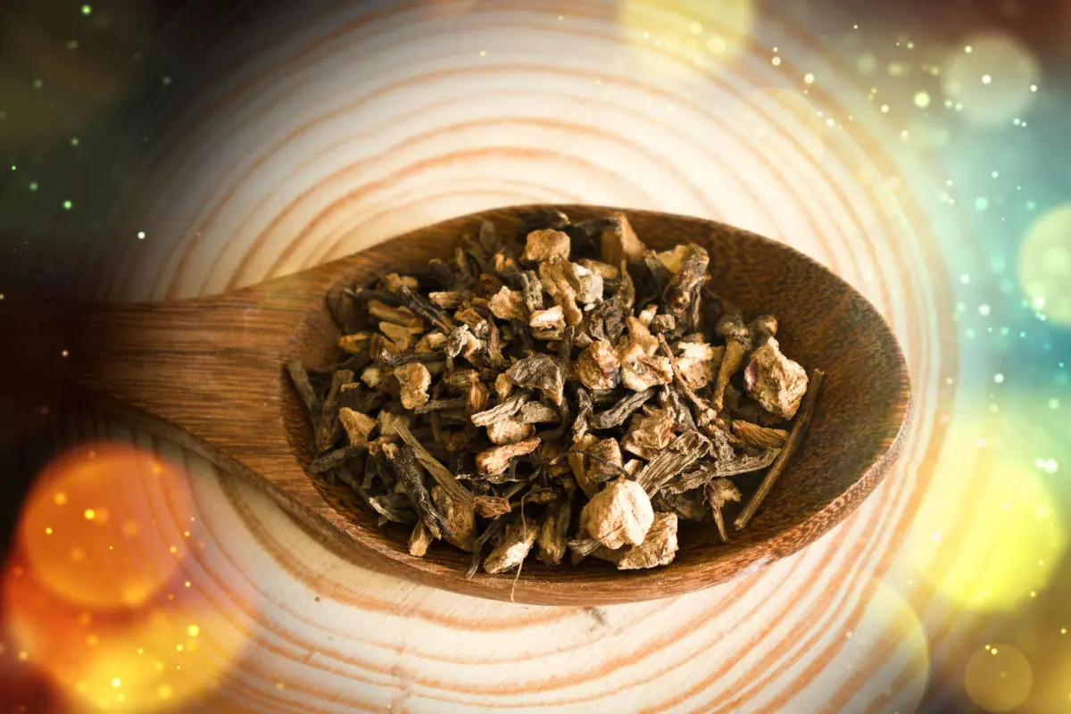 Magical properties of angelica root. Angelica root in a wooden spoon on a background of natural wood