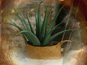 magical properties of aloe vera