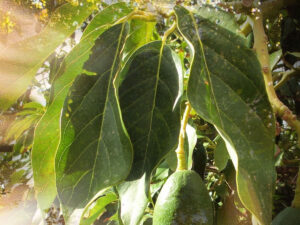 7 magical properties of avocado leaf