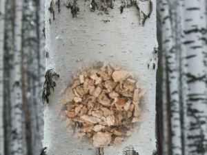 7 magical properties of birch bark