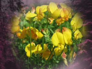 Magical properties of bird's foot trefoil
